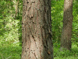 tree trunk in the forest