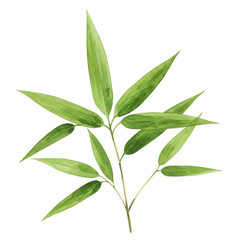Green bamboo branch with leaves isolated on transparent background