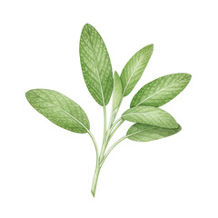 Fototapeta premium Watercolor sage plant with leaves isolated on transparent background