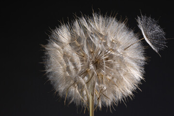 Delicate white seed head of a Tragopogon plant captures the intricate design of dandelion seeds....