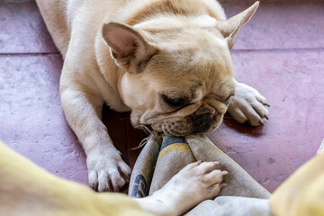 Playful french bulldog chewing on a toy indoors