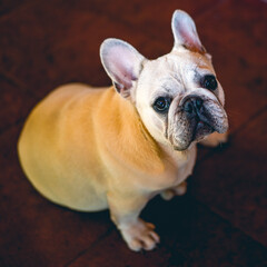 Adorable French bulldog puppy looking up with big eyes