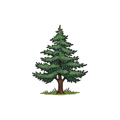 Naklejka premium Colorful Icon of Rocky Mountain Juniper Tree with No White
