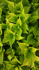 natural bright vibrant green background for wallpaper or screensaver from hydrangea leaves in 9x16 format