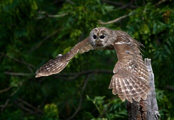 tawny owl