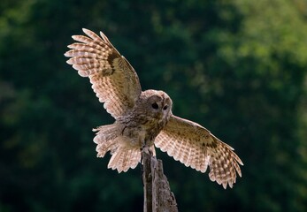 tawny owl