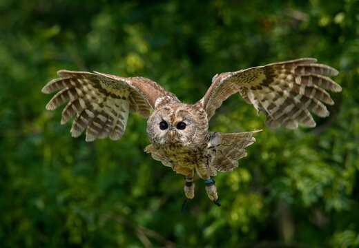 tawny owl