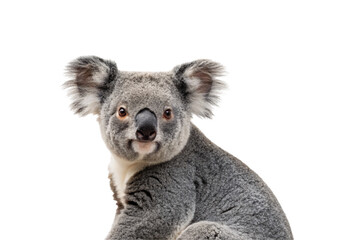 Cute koala marsupial with soft gray fur and distinctive black nose facing forward attentively, isolated on a transparent background
