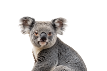 Cute koala marsupial with soft gray fur and distinctive black nose facing forward attentively, isolated on a transparent background