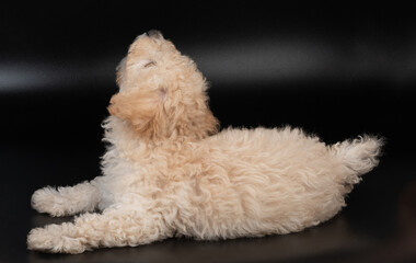 Looking up poodle puppy dog