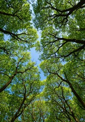 Obraz premium Looking Up at Lush Green Tree Canopy Under a Bright Blue Sky