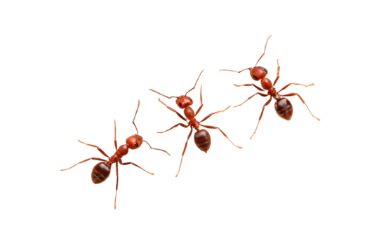 Three red ants in dynamic poses showing their characteristic body structure, antennae, and social behavior, isolated on a transparent background