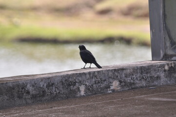 No parque