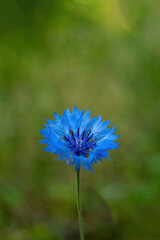Single blue flower is the main focus of the image. Wallpapers vertical, phone background