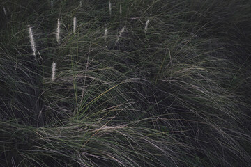Real organic photo craftsmanship taken grass wild weed ornamental plant dark and moody photography