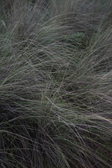 Real photo taken by man wild crimson fountaingrass dark moody with natural grainy aesthetics