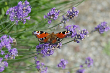 European peacock butterfly (Aglais io) perched on lavender in Zurich, Switzerland