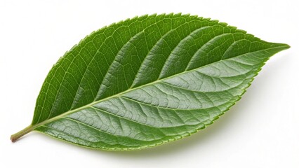 Fototapeta premium green leaf isolated on white