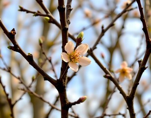 the flower is a pale shade of peach or pink, while the branches are varying shades of brown and gray, the sky visible between the branches is a gentle blue