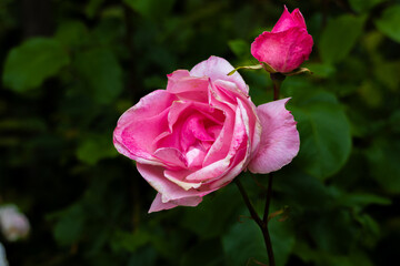 pink rose on green background
