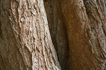 Makroaufnahme der Baumrinde eines Kolchischen Ahorns (Acer cappadocicum)