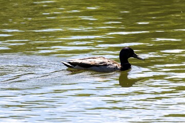 ducks in the lake