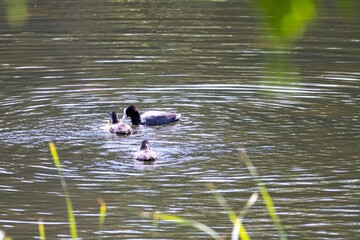 ducks in the lake