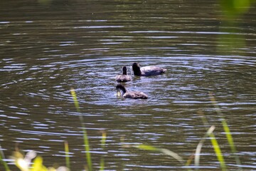 ducks in the lake