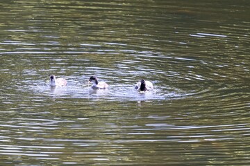 ducks in the lake