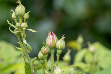 pink rose on green background