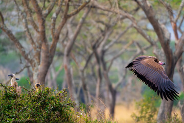Vulture parenting in action  -an adult vulture takes flight as three chicks stay hidden in the bush...