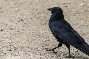 crow on the ground