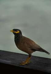 Common myna bird perched on wooden railing with soft background