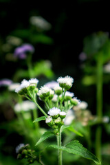 photo of small flowers growing freely in nature