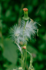 close up of a newly blooming dandelion