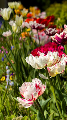 Obraz premium pink and white tulips