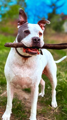 american staffordshire terrier
