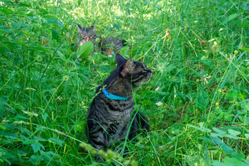 Two gray cats with black stripes sit in the tall bright green grass. One of them looks to the side, sniffing the smell