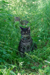 Two gray cats with black stripes sit in tall bright green grass. One of them looks ahead intently.