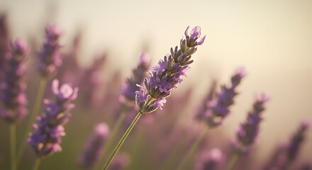 Obraz premium Lavender Field in Soft Light