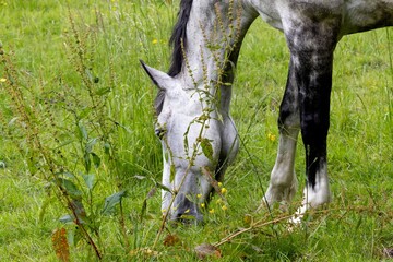 horse in the meadow