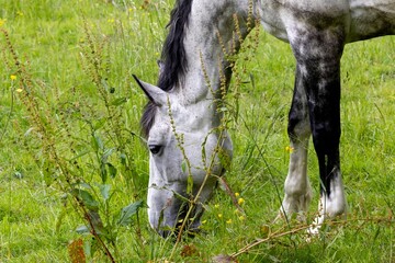 horse in the meadow