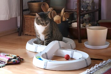 Cat track with colorful balls on floor in apartment and silhouette of little gray cat playing with it.