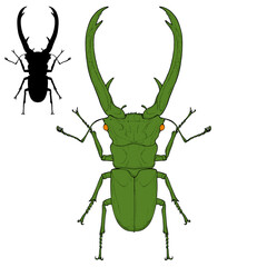 Giant green stag beetle with long horns cyclommatus metallifergreen. Bug isolated on white linear drawing line art.