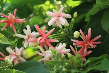 Pink Rangoon Creeper Flowers (Combretum indicum) in Full Bloom with Green Leaves, Tropical Garden...