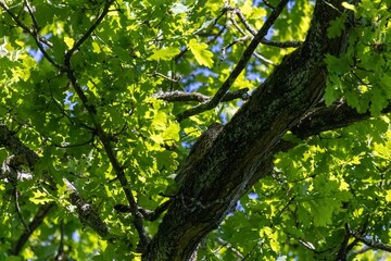 green leaves in the forest
