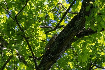 green leaves in the forest
