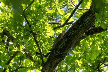 green leaves in the forest
