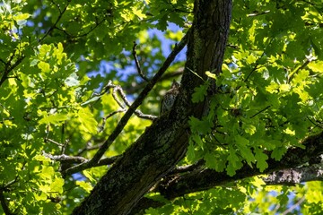 green leaves in the park