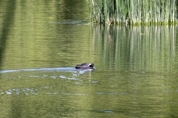 duck on the lake